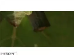 Sites similar to langweinessig.de