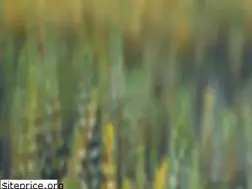 Sites similar to lauraschwendinger.com