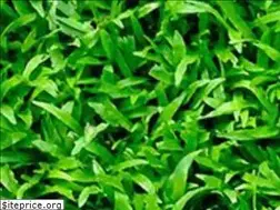 Sites similar to lawnpro.co.za