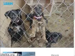 Sites similar to leash.org