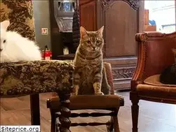 Sites similar to lecafedeschats.fr
