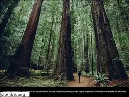 Sites similar to legallectors.com