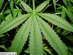 Sites similar to legalpothead.com