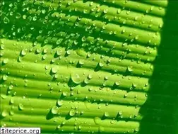 Sites similar to lemontrees.de