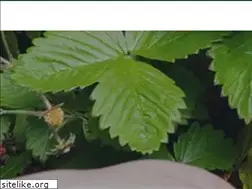 Sites similar to lfc-compost.jp