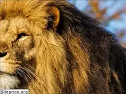 Sites similar to lionheartacademy.com