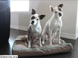Sites similar to lolathepitty.com