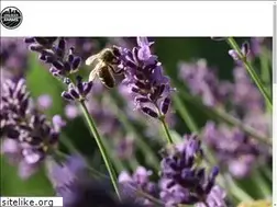 Sites similar to longbeachfarms.com