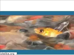 Sites similar to loveaquatics.co.uk