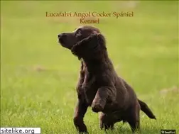Sites similar to lucafalvi.hu