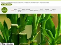 Sites similar to luckybambooplantsindonesia.com