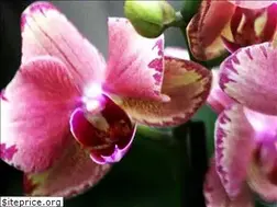 Sites similar to m-m-orchid.com