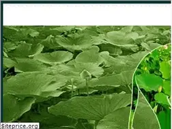 Sites similar to mailotusseeds.com