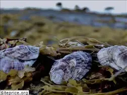 Sites similar to maineaqua.org