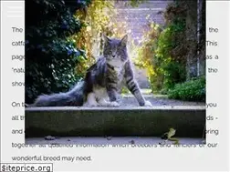 Sites similar to mainecooninternational.com