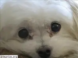 Sites similar to malteseandmorerescue.org
