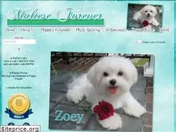 Sites similar to malteseforever.com