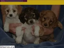 Sites similar to maltipooparadisehome.com