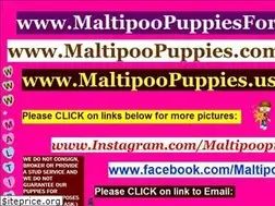 Sites similar to maltipoopuppies.us