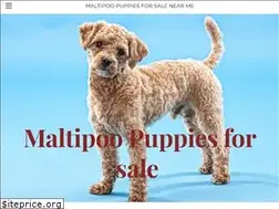 Sites similar to maltipoopuppiesforsale.company.com