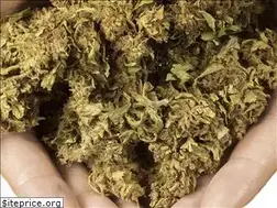 Sites similar to marihuana.blog