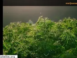 Sites similar to marijuana-store.com