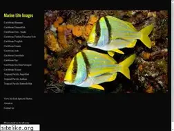 Sites similar to marinelifeimages.com