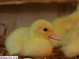 Sites similar to mariposa-duck.on.ca