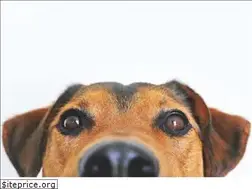 Sites similar to marjthedogtrainer.com
