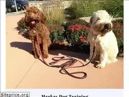 Sites similar to markaydogtraining.com