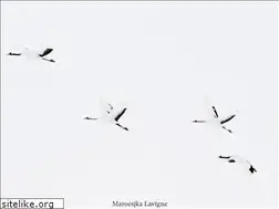 Sites similar to maroesjkalavigne.be