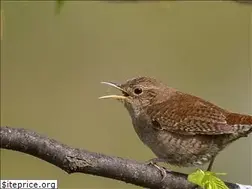 Sites similar to mearnsbirdclub.org