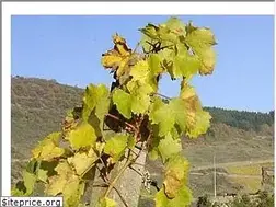 Sites similar to medieval-castles.com