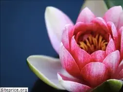 Sites similar to meditationmojo.com