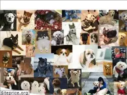 Sites similar to mercypuppyrescue.org