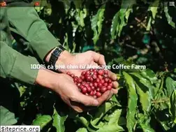 Sites similar to messagecoffee.com