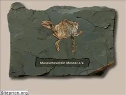 Sites similar to messelmuseum.de