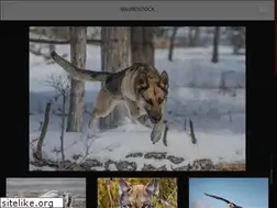 Sites similar to michaelmaurophoto.com