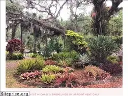 Sites similar to michaelsbromeliads.com