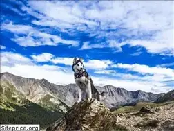 Sites similar to midsouthpuppies.com
