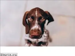 Sites similar to midwestpointers.com
