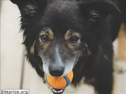 Sites similar to mindfulmutts.ca