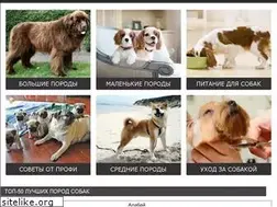 Sites similar to mirsobaki.ru