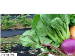 Sites similar to mishima-farm.com