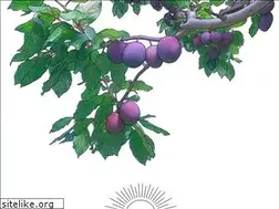 Sites similar to mokoshi.jp