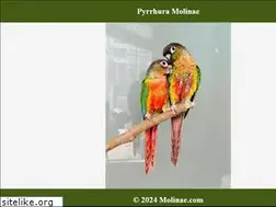 Sites similar to molinae.com