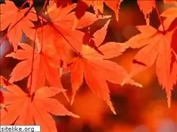 Sites similar to momiji.com