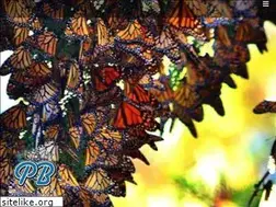 Sites similar to monarchbutterfly.org