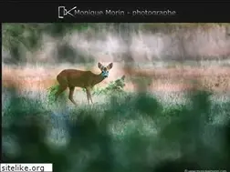 Sites similar to moniquemorin.com