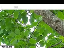 Sites similar to mrtreeservices.com
